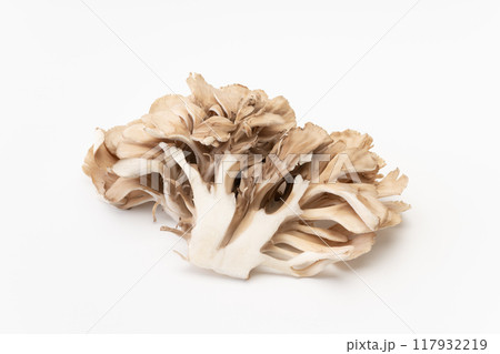 マイタケ 117932219