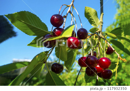 Red and sweet cherries on a branch just before harvest in early summer 117932350