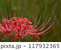 早朝に、朝露に輝く彼岸花 117932365