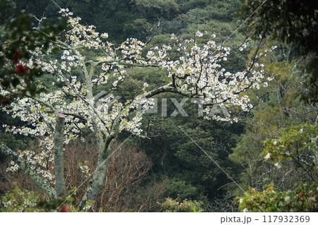 大島公園のサクラ 117932369