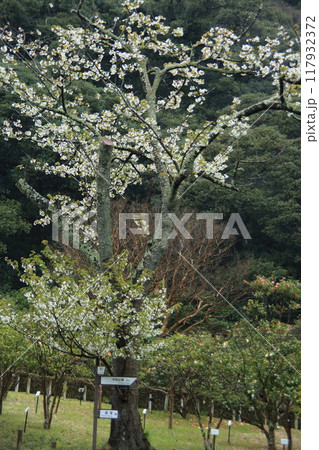 大島公園のサクラ 117932372