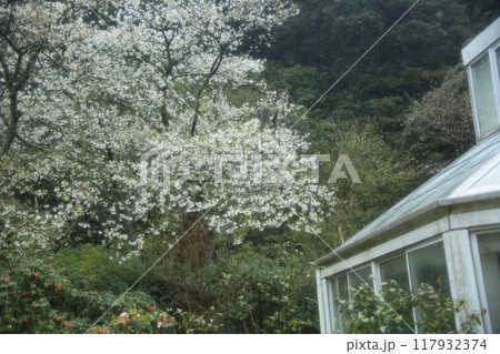 大島公園のサクラ 117932374