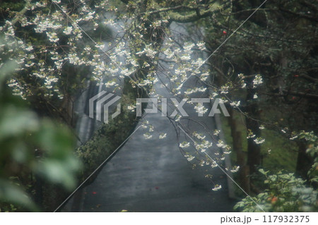 大島公園のサクラ 117932375