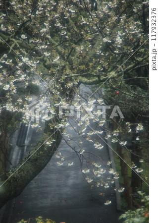 大島公園のサクラ 大島公園のサクラ 117932376