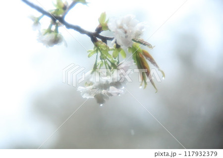 大島公園のサクラ 117932379
