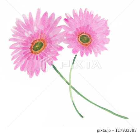 水彩で描いたピンクのガーベラ24901pix7 117932385