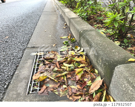 落ち葉の詰まった排水桝 冠水対策 落ち葉の詰まった排水桝 冠水対策 117932507