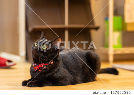 黒猫の日常 黒猫の日常 117932559