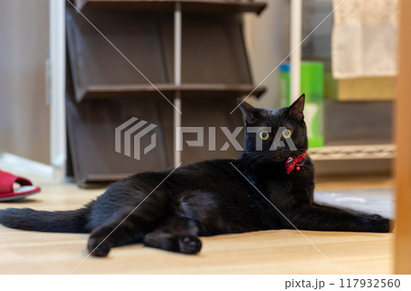 黒猫の日常 117932560