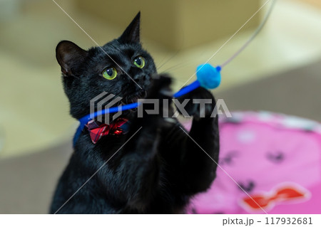 黒猫の日常 117932681