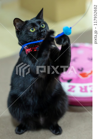黒猫の日常 117932682