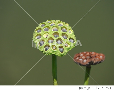 蓮の実 蓮の実 117932694