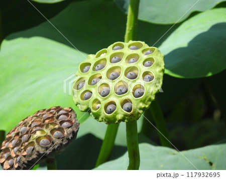 蓮の実 117932695