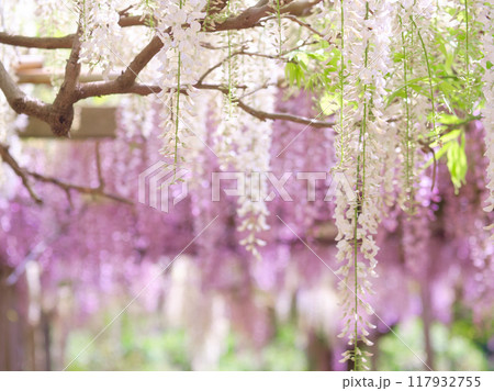 藤の花のある風景 藤の花のある風景 117932755