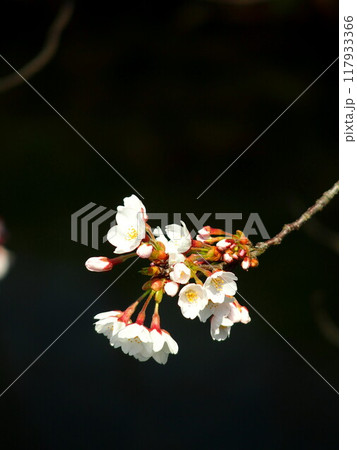 黒背景の桜の花 117933366