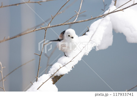 シマエナガ 117933741