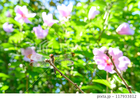 秋の兆し(ムクゲの花と共に)_6093 秋の兆し(ムクゲの花と共に)_6093 117933812