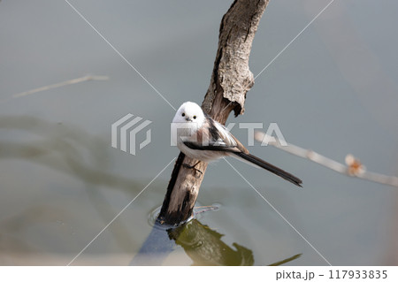 シマエナガ 117933835