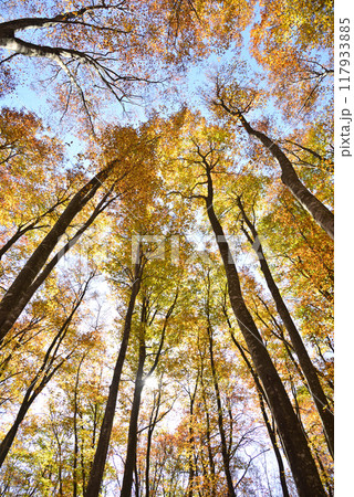 紅葉の美人林 紅葉の美人林 117933885