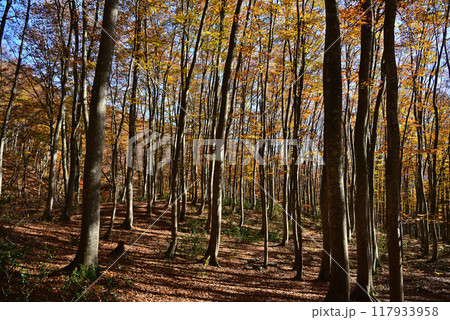 紅葉の美人林 117933958