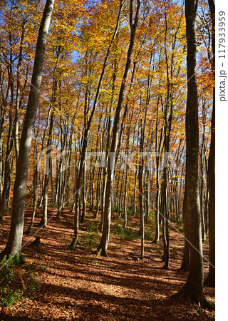紅葉の美人林 117933959