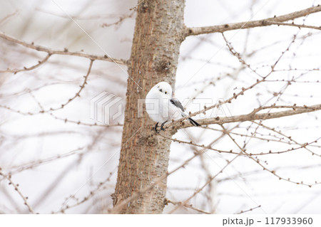 シマエナガ シマエナガ 117933960