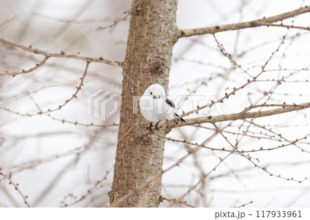 シマエナガ シマエナガ 117933961