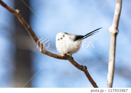 シマエナガ 117933967