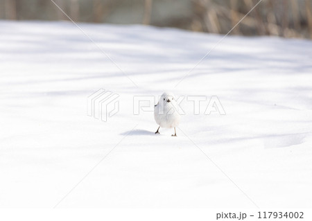 シマエナガ 117934002