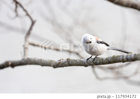 シマエナガ 117934172