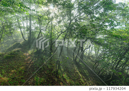 木々の間から見る木漏れ日(山梨県・王岳) 木々の間から見る木漏れ日(山梨県・王岳) 117934204