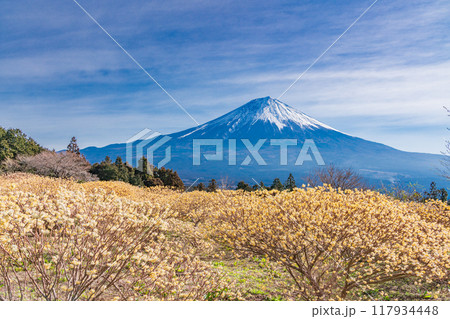 【静岡県】白糸自然公園のミツマタの花と富士山 117934448