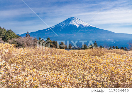 【静岡県】白糸自然公園のミツマタの花と富士山 117934449
