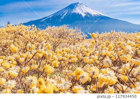 【静岡県】白糸自然公園のミツマタの花と富士山 117934450