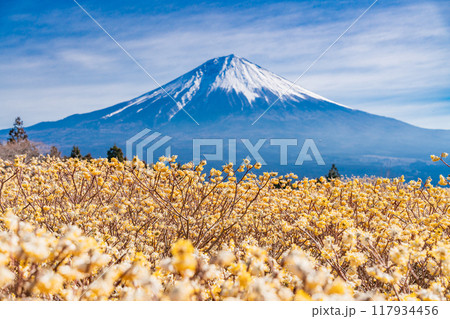 【静岡県】白糸自然公園のミツマタの花と富士山 117934456
