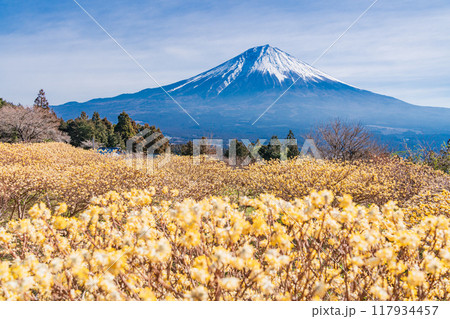 【静岡県】白糸自然公園のミツマタの花と富士山 【静岡県】白糸自然公園のミツマタの花と富士山 117934457