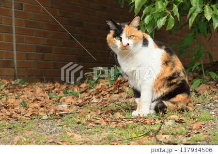 野良猫　猫　三毛猫 117934506