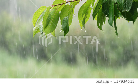 Summer heavy rain in forest. Drops of water dripping from green leaves of cherry tree. Beautiful 117934513