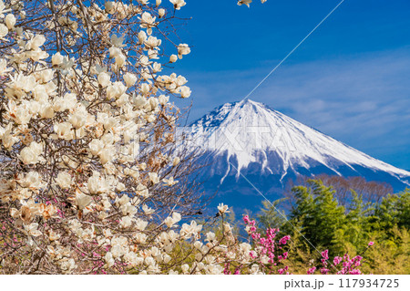 【静岡県】富士宮市柚野の春　白モクレンと紅梅　富士山 117934725