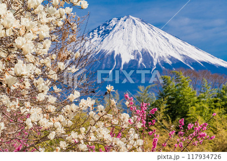 【静岡県】富士宮市柚野の春 白モクレンと紅梅 富士山 【静岡県】富士宮市柚野の春 白モクレンと紅梅 富士山 117934726