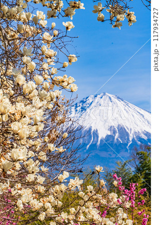 【静岡県】富士宮市柚野の春 白モクレンと紅梅 富士山 【静岡県】富士宮市柚野の春 白モクレンと紅梅 富士山 117934727