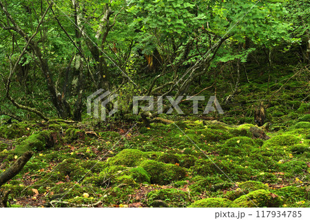 苔に覆われた森 苔に覆われた森 117934785