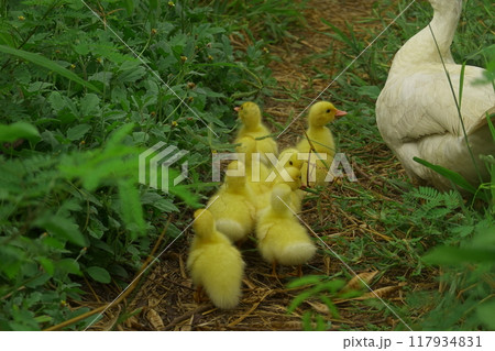 The ducklings and the mother duck went out to find food on the farm. 117934831
