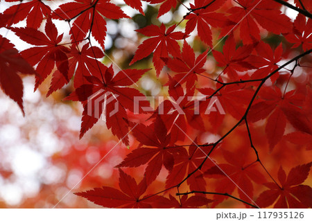 深紅のもみじ 117935126