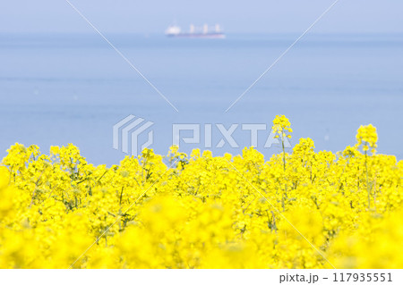 海が見える菜の花畑 海が見える菜の花畑 117935551