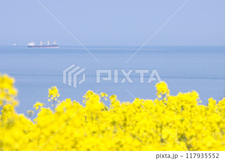 海辺に咲く菜の花 117935552