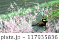 ヤマガラの飛翔 117935836