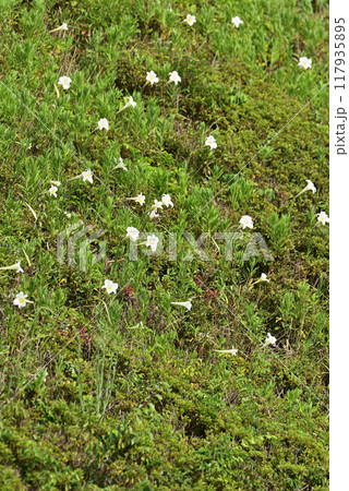 タカサゴユリ タカサゴユリ 117935895