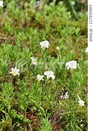 タカサゴユリ タカサゴユリ 117935903