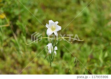 タカサゴユリ タカサゴユリ 117935906